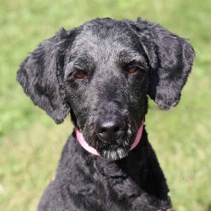 Eevee, an adoptable Labrador Retriever, Standard Poodle in Hastings, MN, 55033 | Photo Image 3