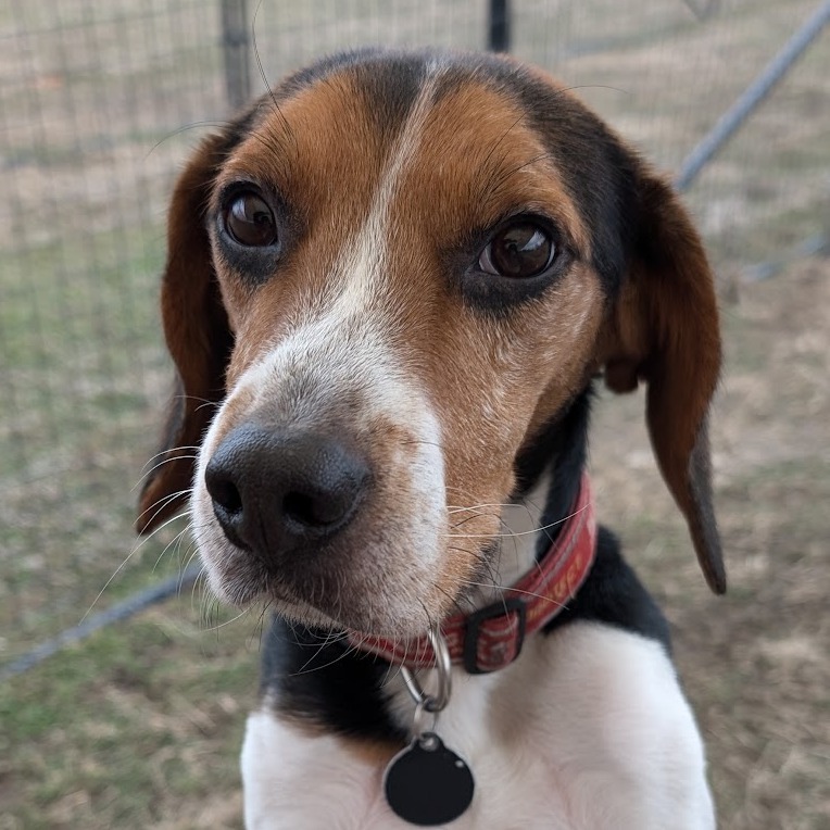 Cookie, an adoptable Beagle in Nowata, OK, 74048 | Photo Image 1