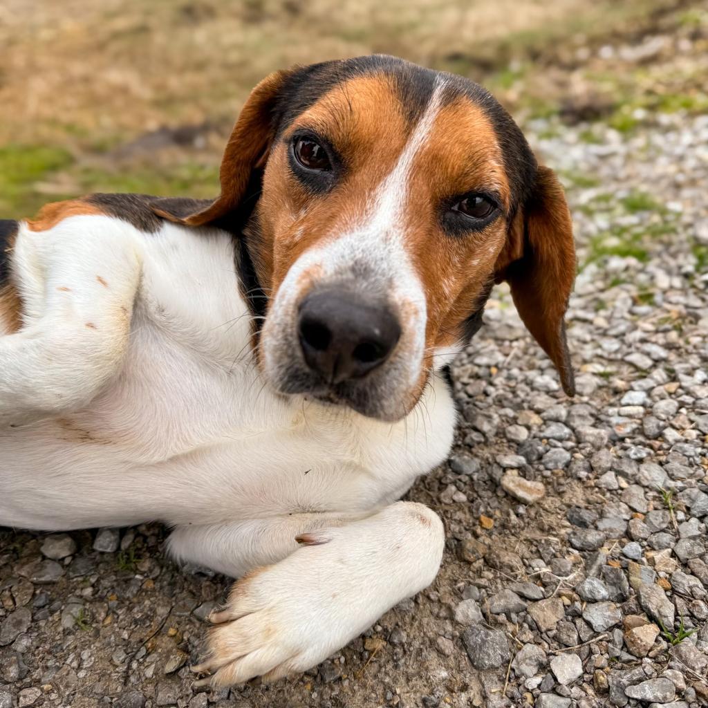 Cookie, an adoptable Beagle in Nowata, OK, 74048 | Photo Image 2