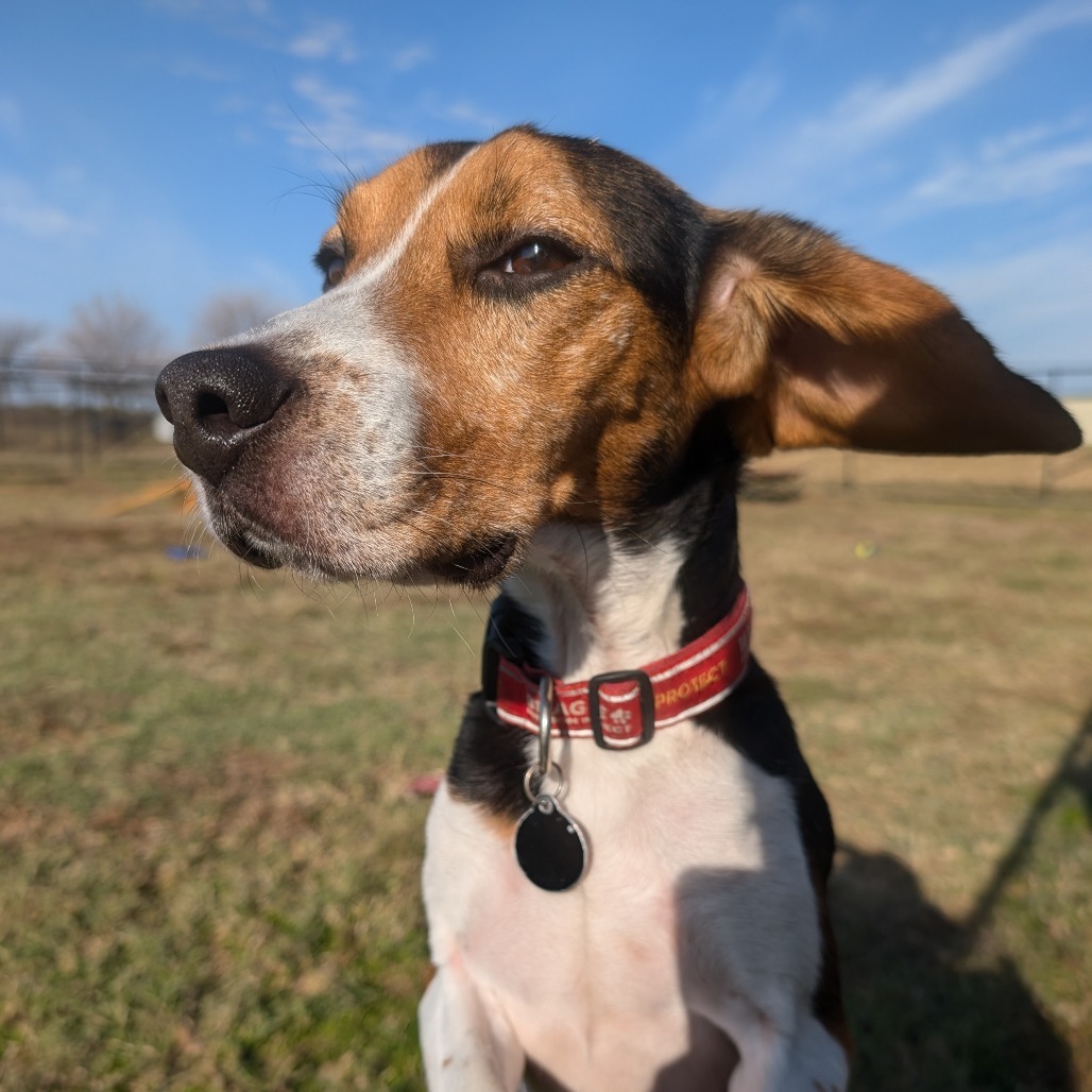 Cookie, an adoptable Beagle in Nowata, OK, 74048 | Photo Image 3
