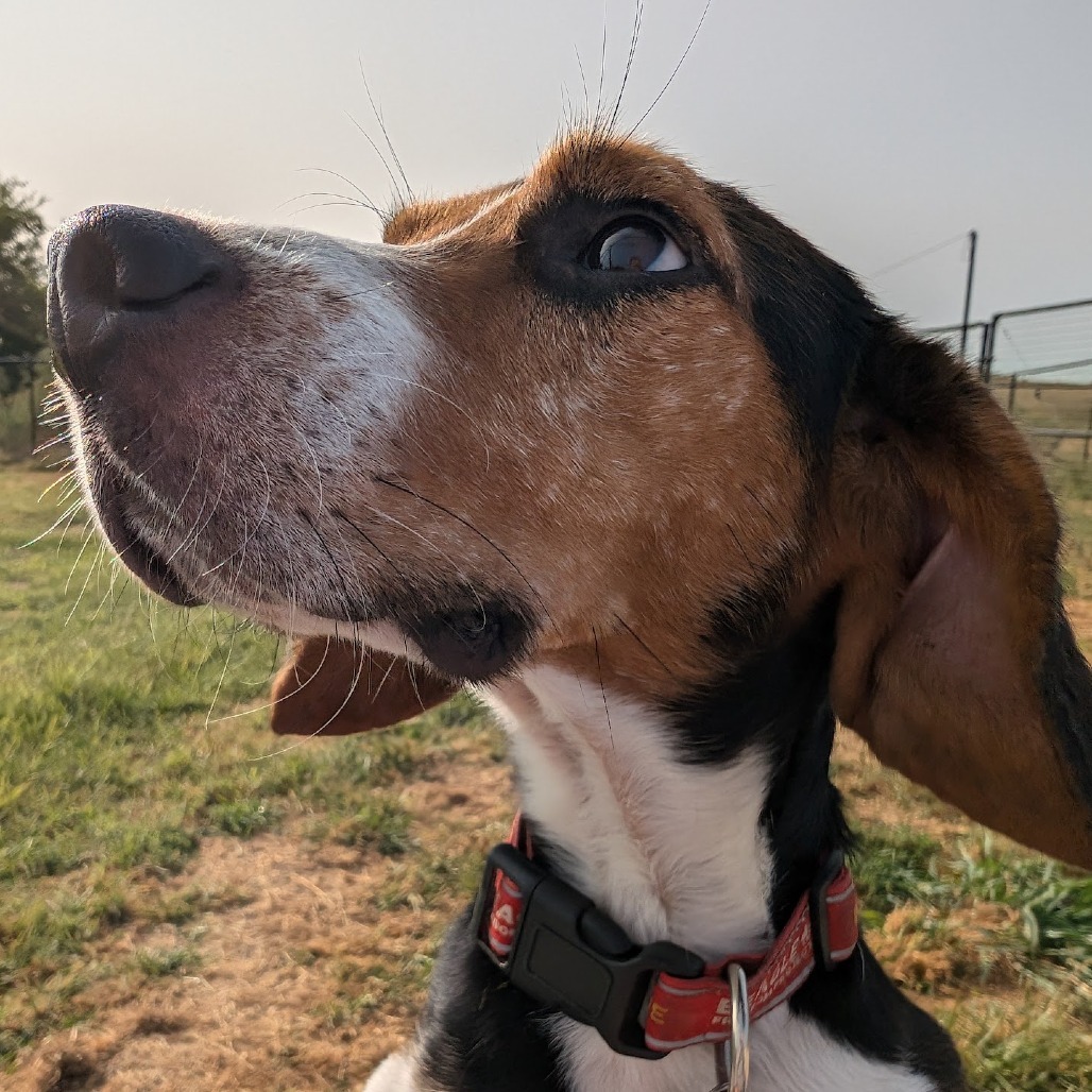 Cookie, an adoptable Beagle in Nowata, OK, 74048 | Photo Image 4