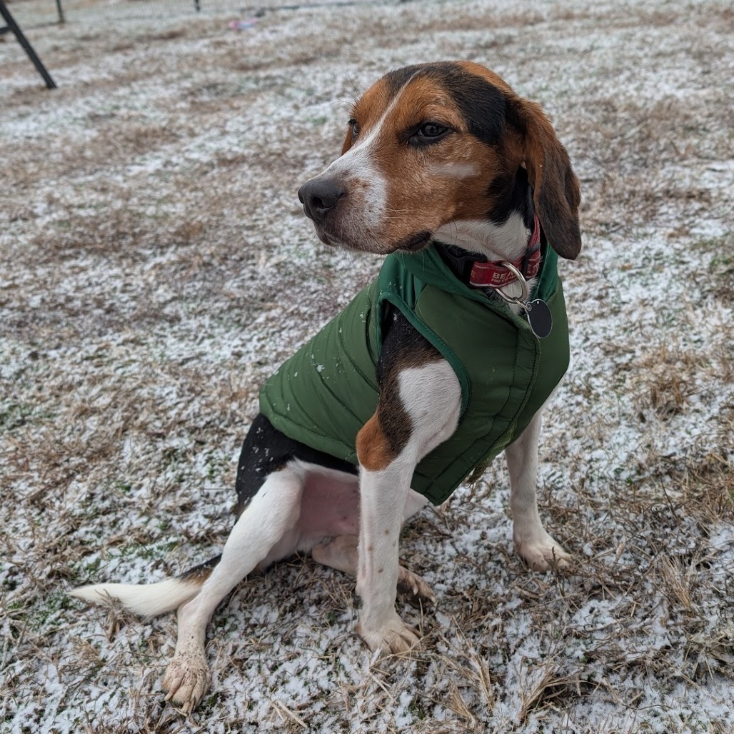 Cookie, an adoptable Beagle in Nowata, OK, 74048 | Photo Image 5