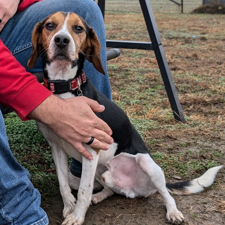 Cookie, an adoptable Beagle in Nowata, OK, 74048 | Photo Image 6