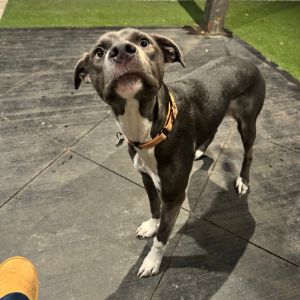 Judo, Young Female Labrador Retriever