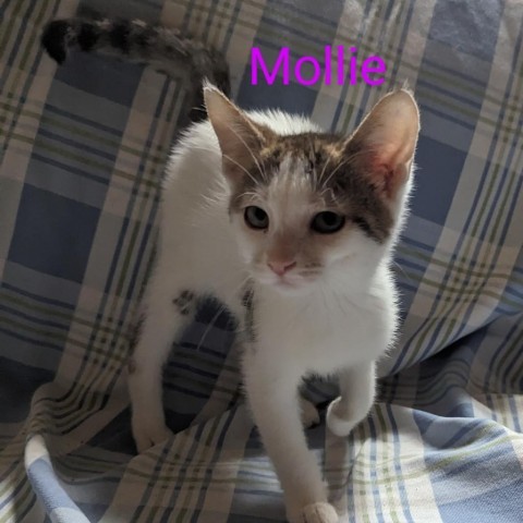 Cat For Adoption - Mollie, A Domestic Short Hair In Carmel, In 