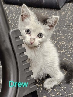 Drew, an adoptable Domestic Medium Hair in Granbury, TX, 76048 | Photo Image 3