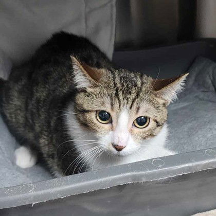 Heather, an adoptable Domestic Short Hair in Gwinn, MI, 49841 | Photo Image 1