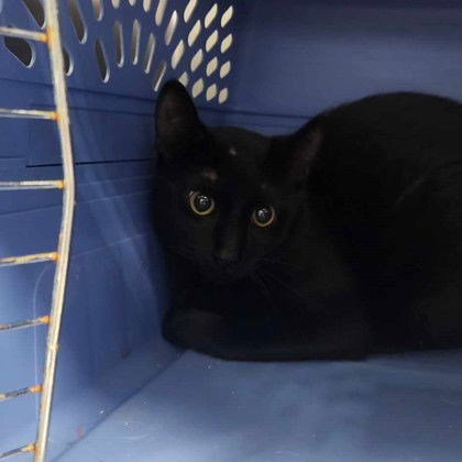 Star Struck, an adoptable Domestic Short Hair in Gwinn, MI, 49841 | Photo Image 1