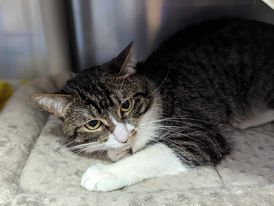 Zane, an adoptable Domestic Short Hair in Gwinn, MI, 49841 | Photo Image 1