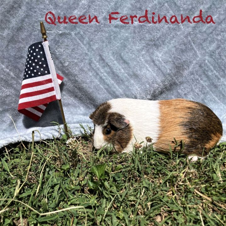 Queen Ferdinanda 1