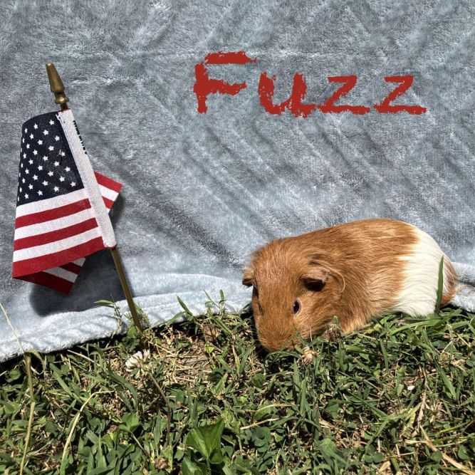 Fuzz