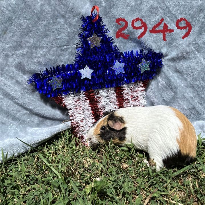 2949 1