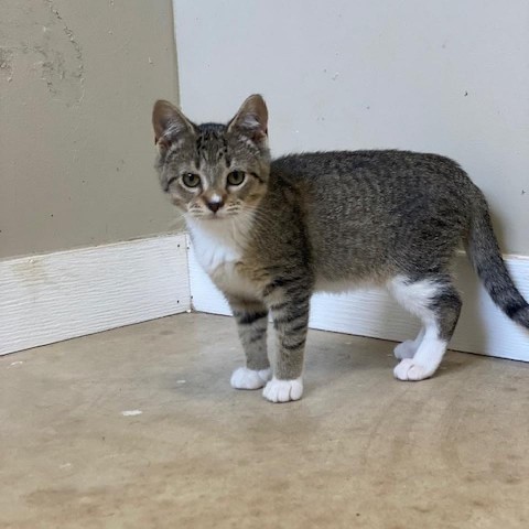 Jess, an adoptable Domestic Short Hair in Wadena, MN, 56482 | Photo Image 1