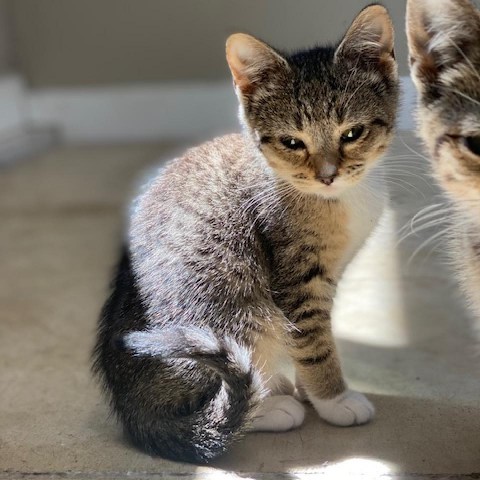 Jess, an adoptable Domestic Short Hair in Wadena, MN, 56482 | Photo Image 2