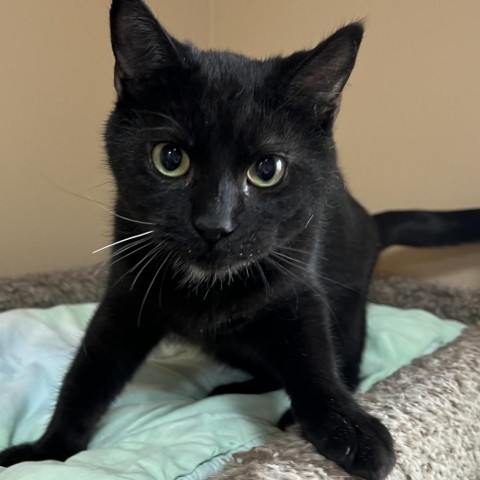 Winston, an adoptable Domestic Short Hair in Wadena, MN, 56482 | Photo Image 1