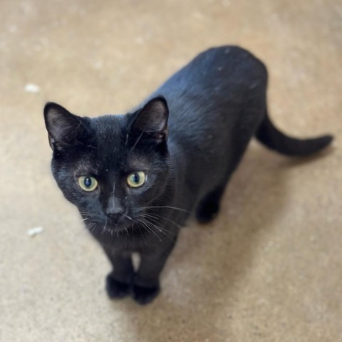 Winston, an adoptable Domestic Short Hair in Wadena, MN, 56482 | Photo Image 2