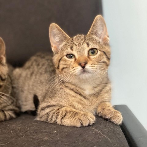 Schmidt, an adoptable Domestic Short Hair in Wadena, MN, 56482 | Photo Image 1