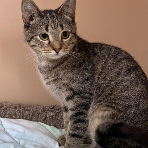 Schmidt, an adoptable Domestic Short Hair in Wadena, MN, 56482 | Photo Image 1