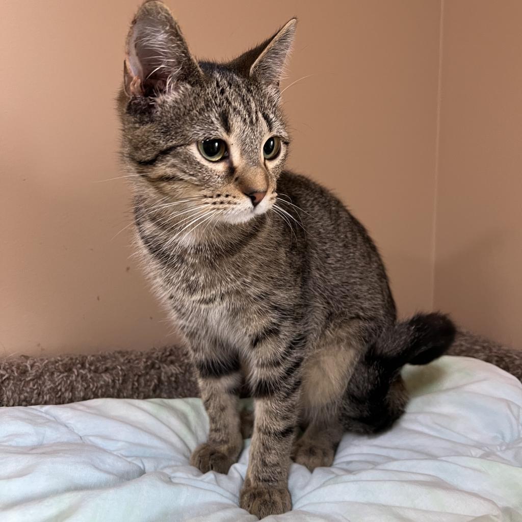 Schmidt, an adoptable Domestic Short Hair in Wadena, MN, 56482 | Photo Image 2