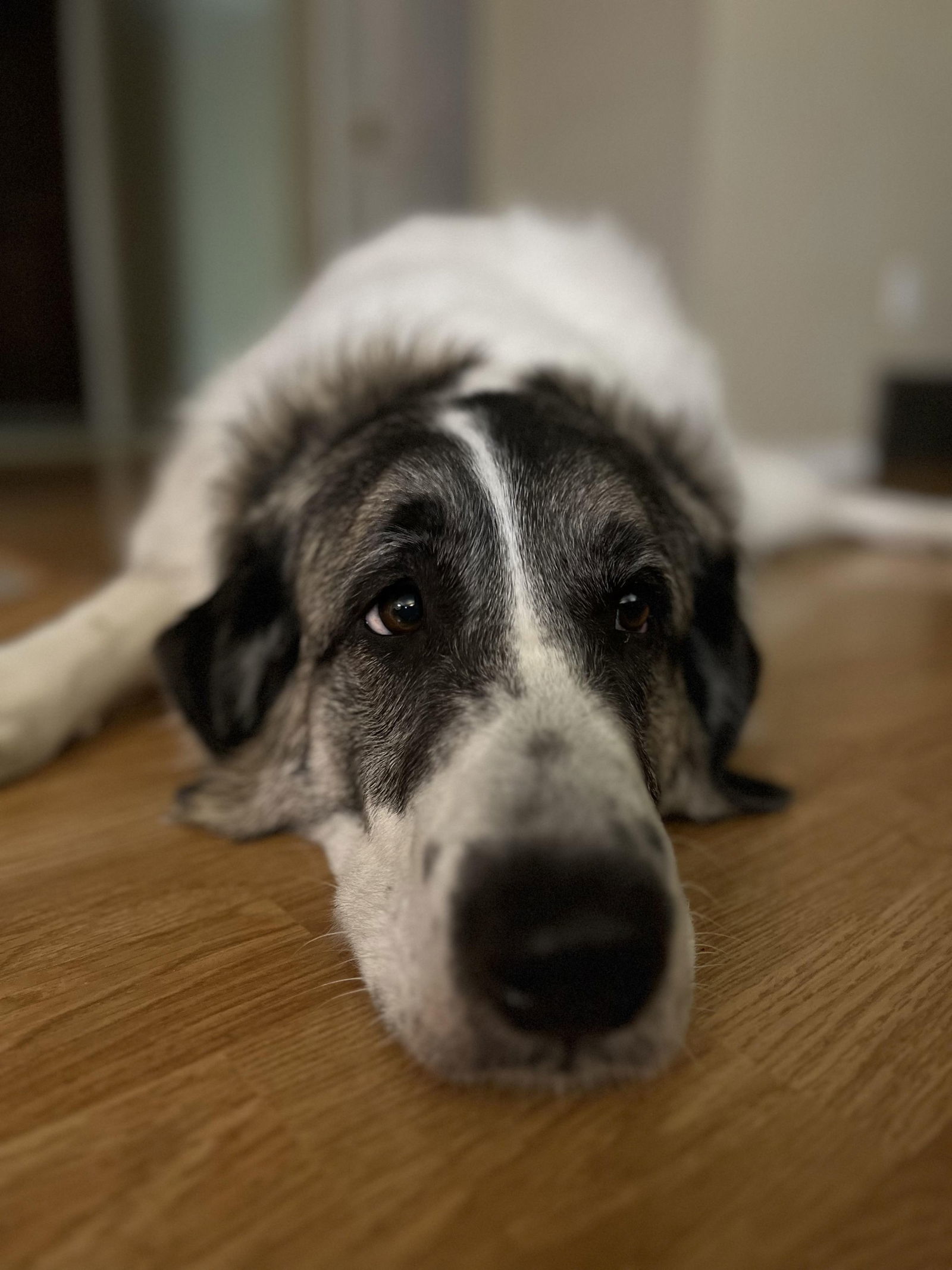 Koga - Home to Home Adoption, an adoptable Great Pyrenees, Anatolian Shepherd in Hamilton, MT, 59840 | Photo Image 1