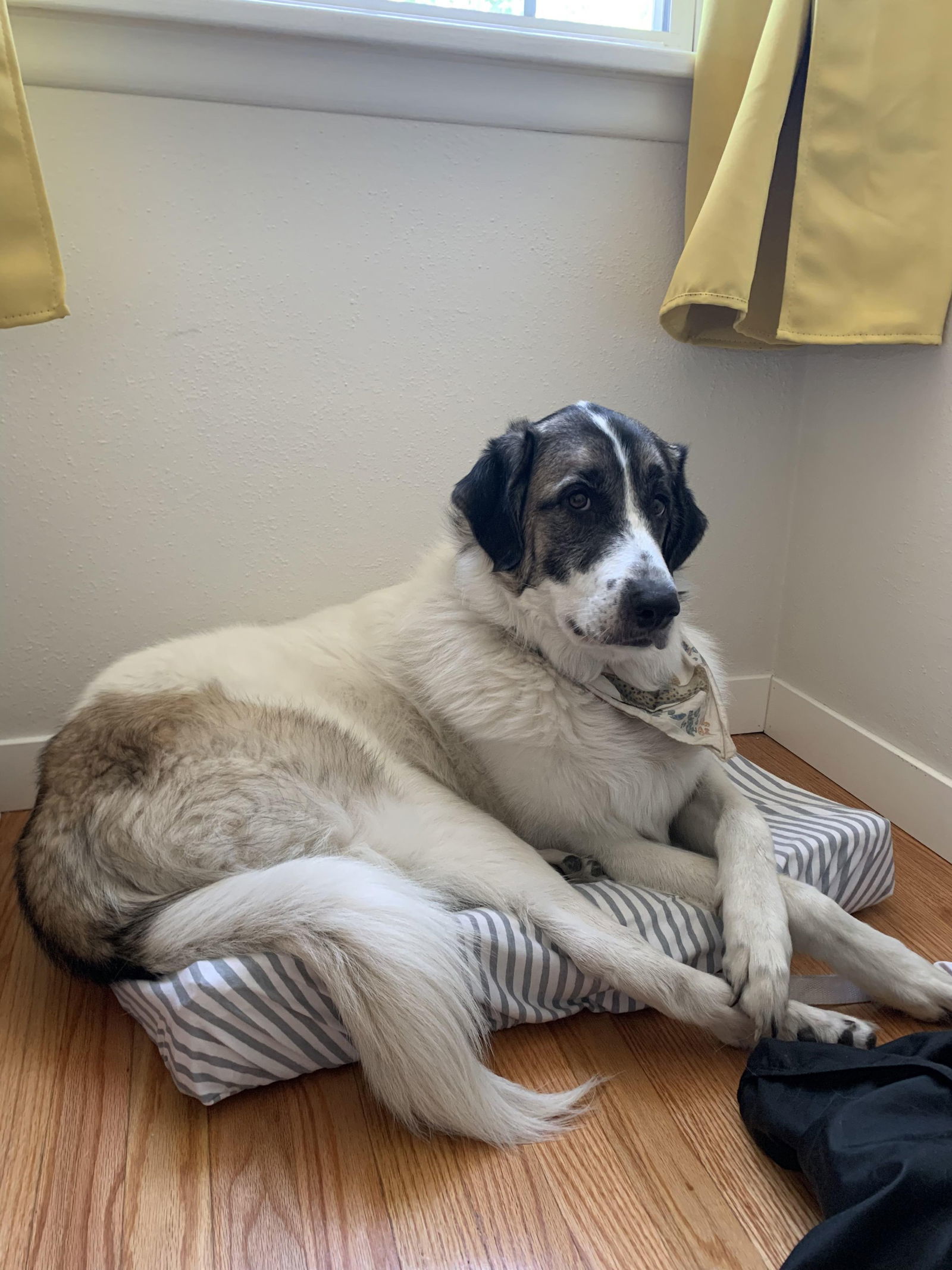 Koga - Home to Home Adoption, an adoptable Great Pyrenees, Anatolian Shepherd in Hamilton, MT, 59840 | Photo Image 2