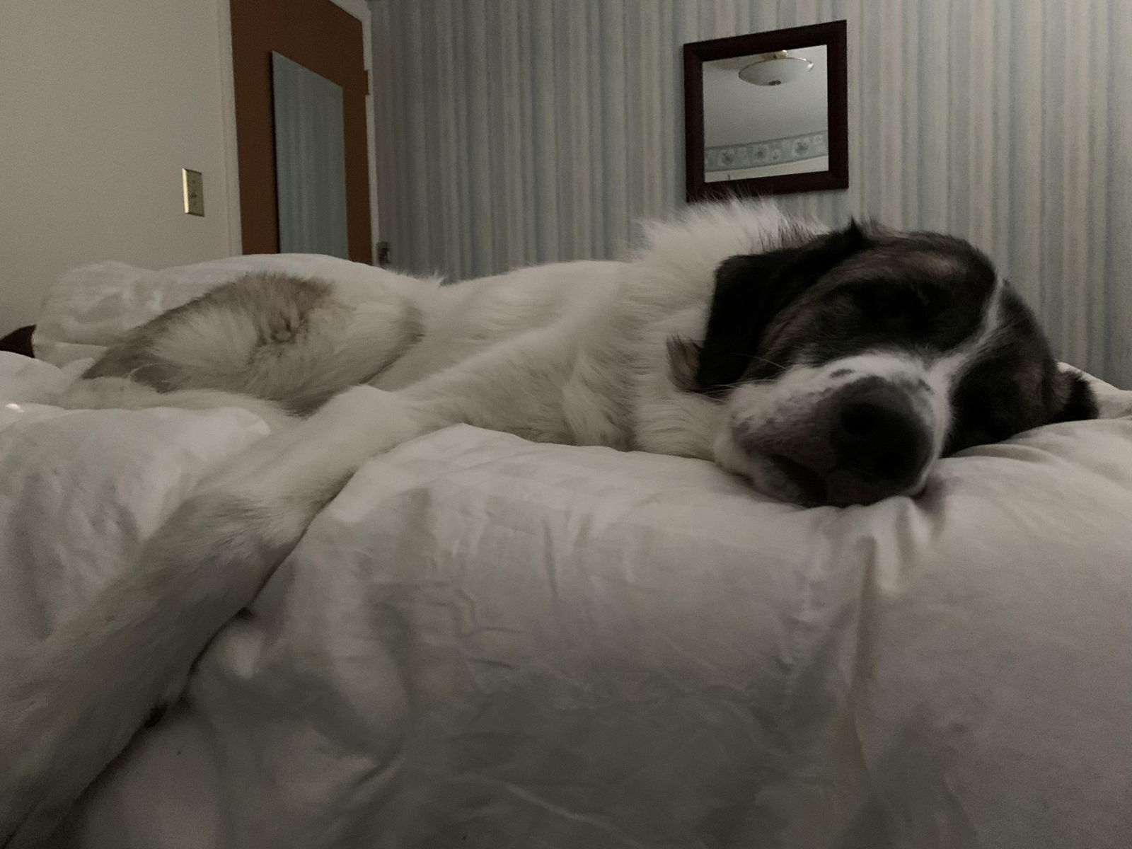 Koga - Home to Home Adoption, an adoptable Great Pyrenees, Anatolian Shepherd in Hamilton, MT, 59840 | Photo Image 3