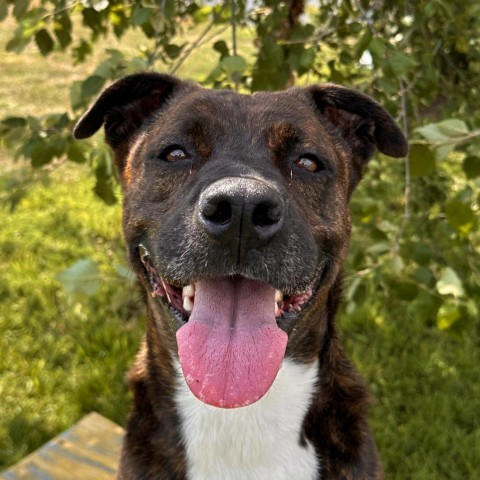 Dr. Pepper, an adoptable Mixed Breed in Spokane, WA, 99217 | Photo Image 1