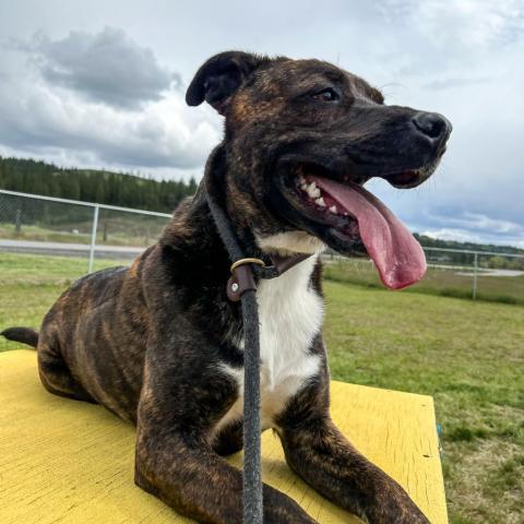 Dr. Pepper, an adoptable Mixed Breed in Spokane, WA, 99217 | Photo Image 2