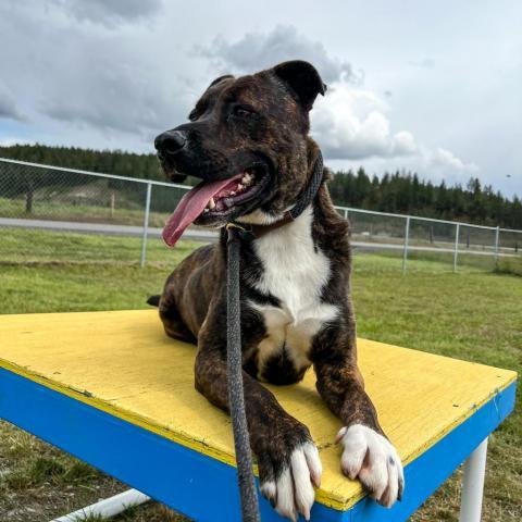 Dr. Pepper, an adoptable Mixed Breed in Spokane, WA, 99217 | Photo Image 2