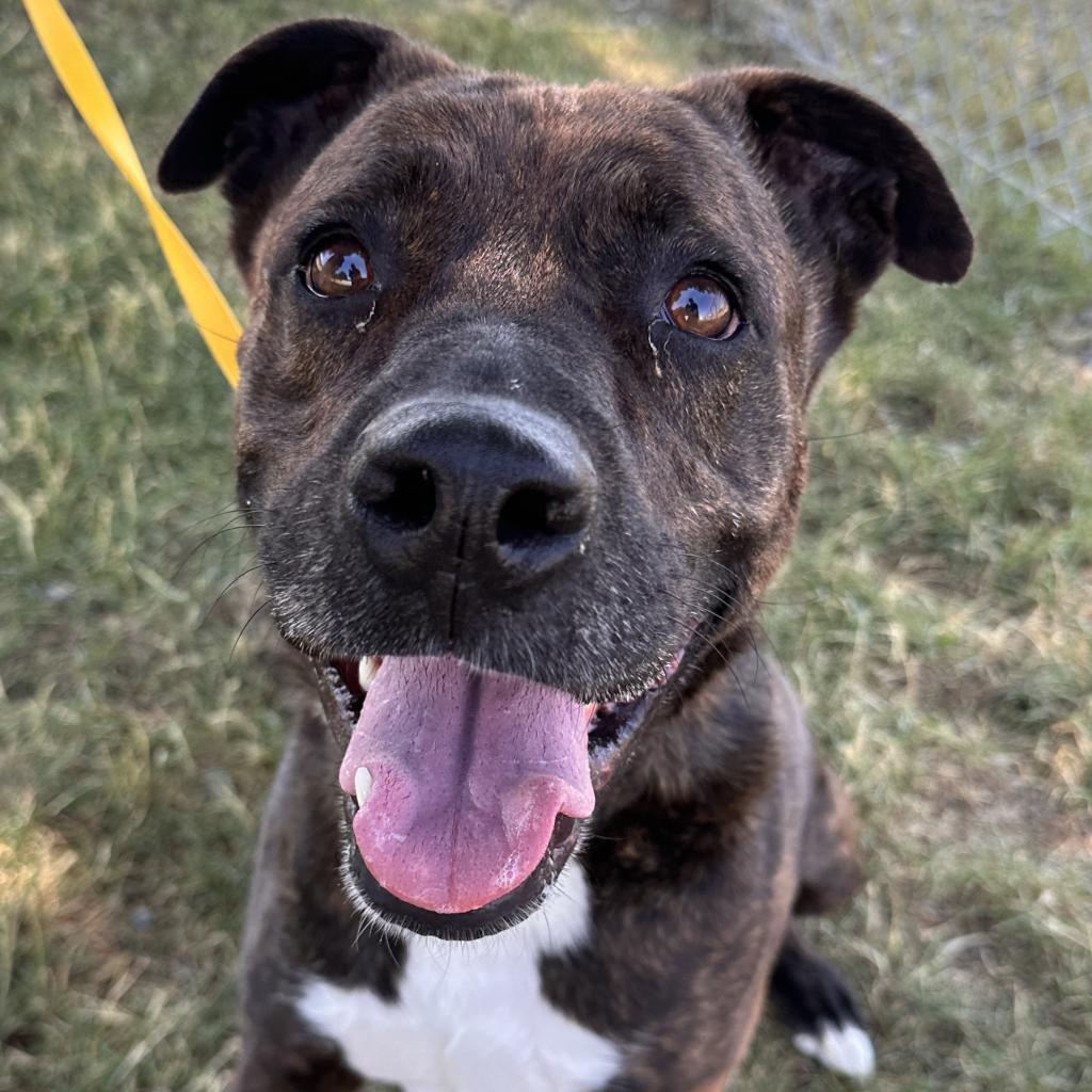 Dr. Pepper, an adoptable Mixed Breed in Spokane, WA, 99217 | Photo Image 2