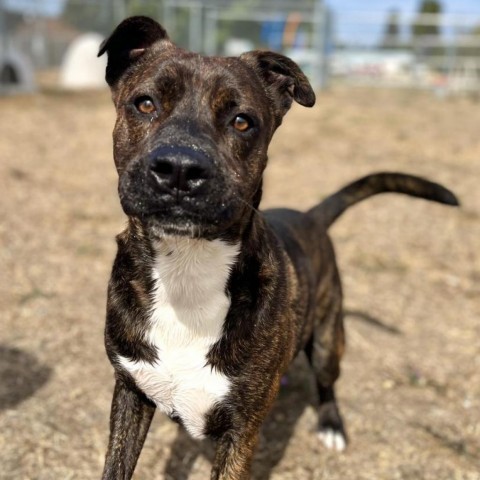 Dr. Pepper, an adoptable Mixed Breed in Spokane, WA, 99217 | Photo Image 3