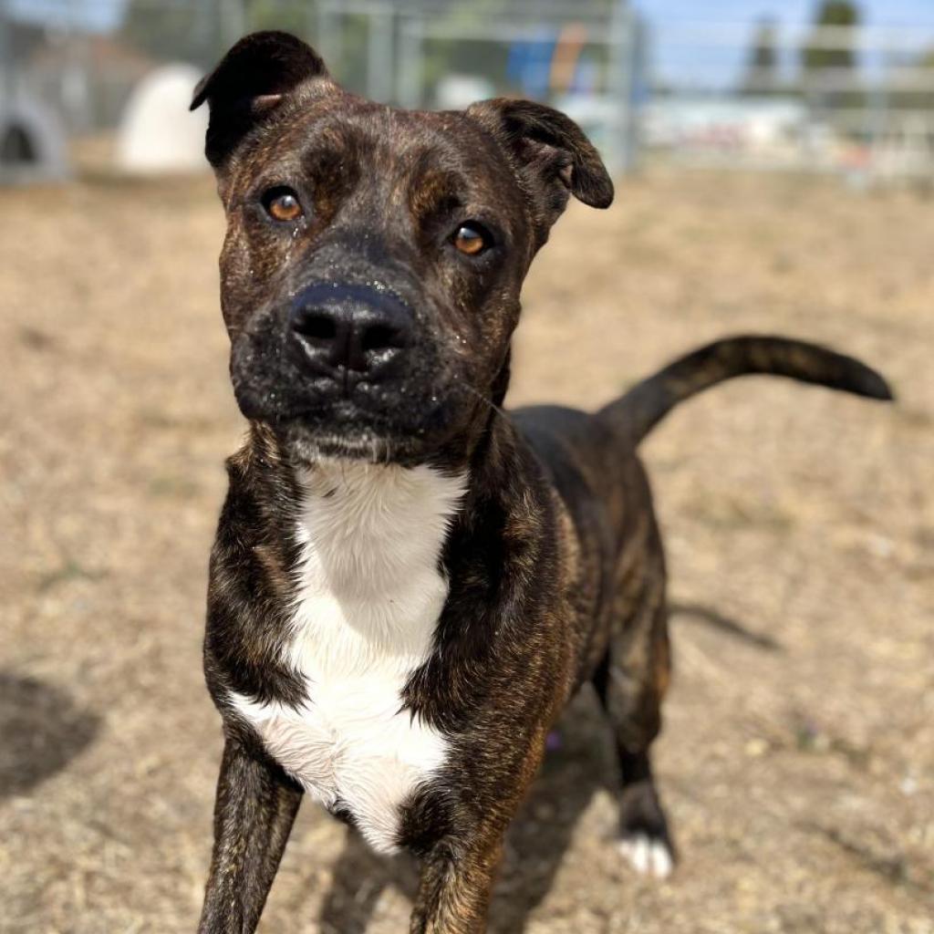 Dr. Pepper, an adoptable Mixed Breed in Spokane, WA, 99217 | Photo Image 4