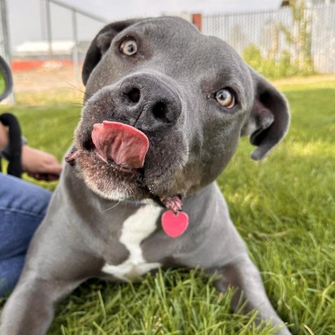 Blue, an adoptable Mixed Breed in Spokane, WA, 99217 | Photo Image 1