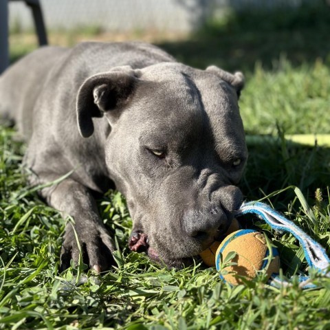 Blue, an adoptable Mixed Breed in Spokane, WA, 99217 | Photo Image 2