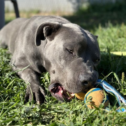 Blue, an adoptable Mixed Breed in Spokane, WA, 99217 | Photo Image 4