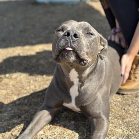 Blue, an adoptable Mixed Breed in Spokane, WA, 99217 | Photo Image 5