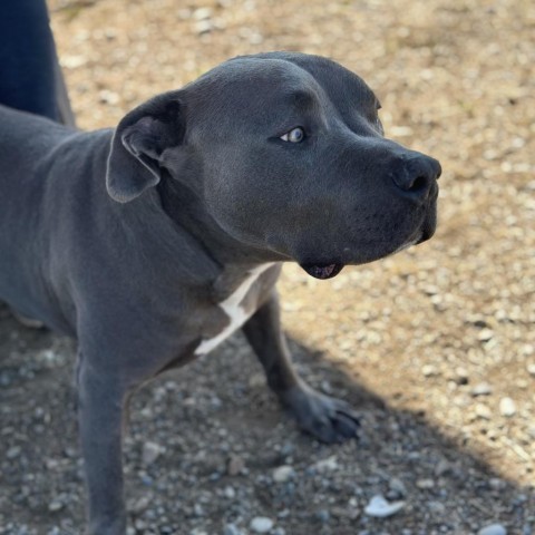 Blue, an adoptable Mixed Breed in Spokane, WA, 99217 | Photo Image 6