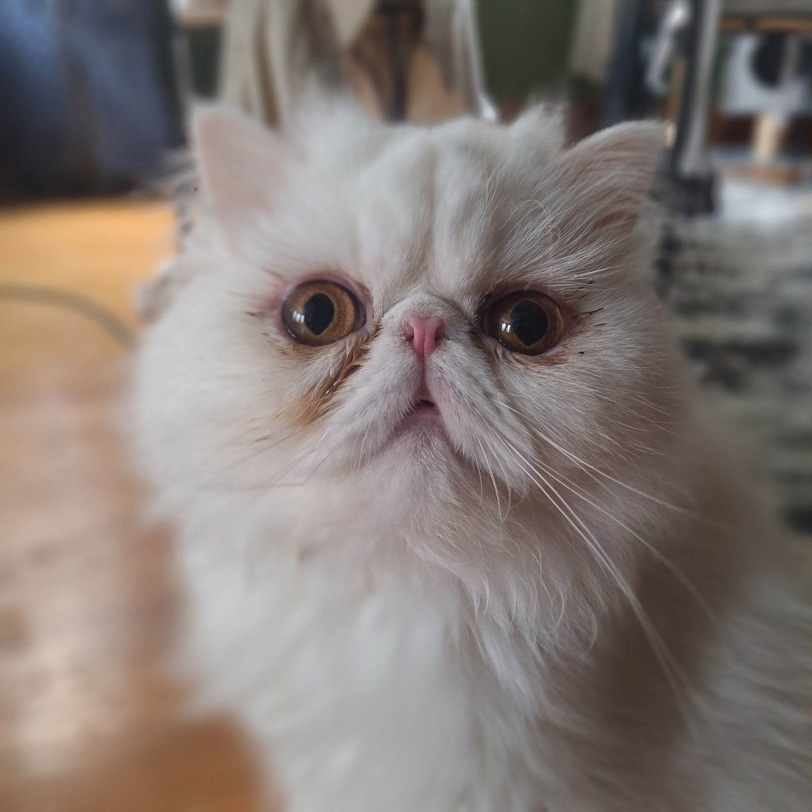 Hedwig, an adoptable Persian in Chicago, IL, 60622 | Photo Image 1