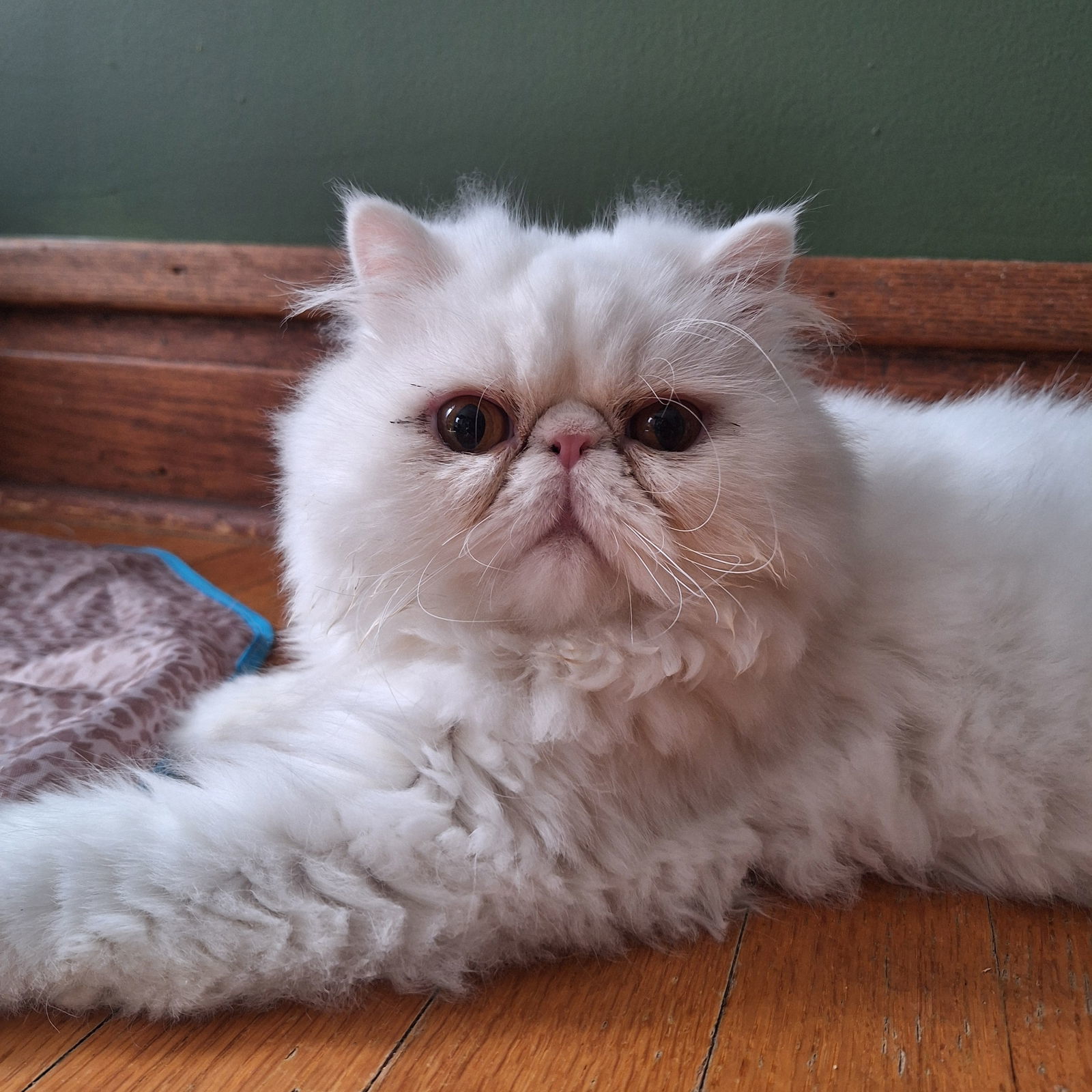 Pigwidgeon, an adoptable Persian in Chicago, IL, 60622 | Photo Image 1