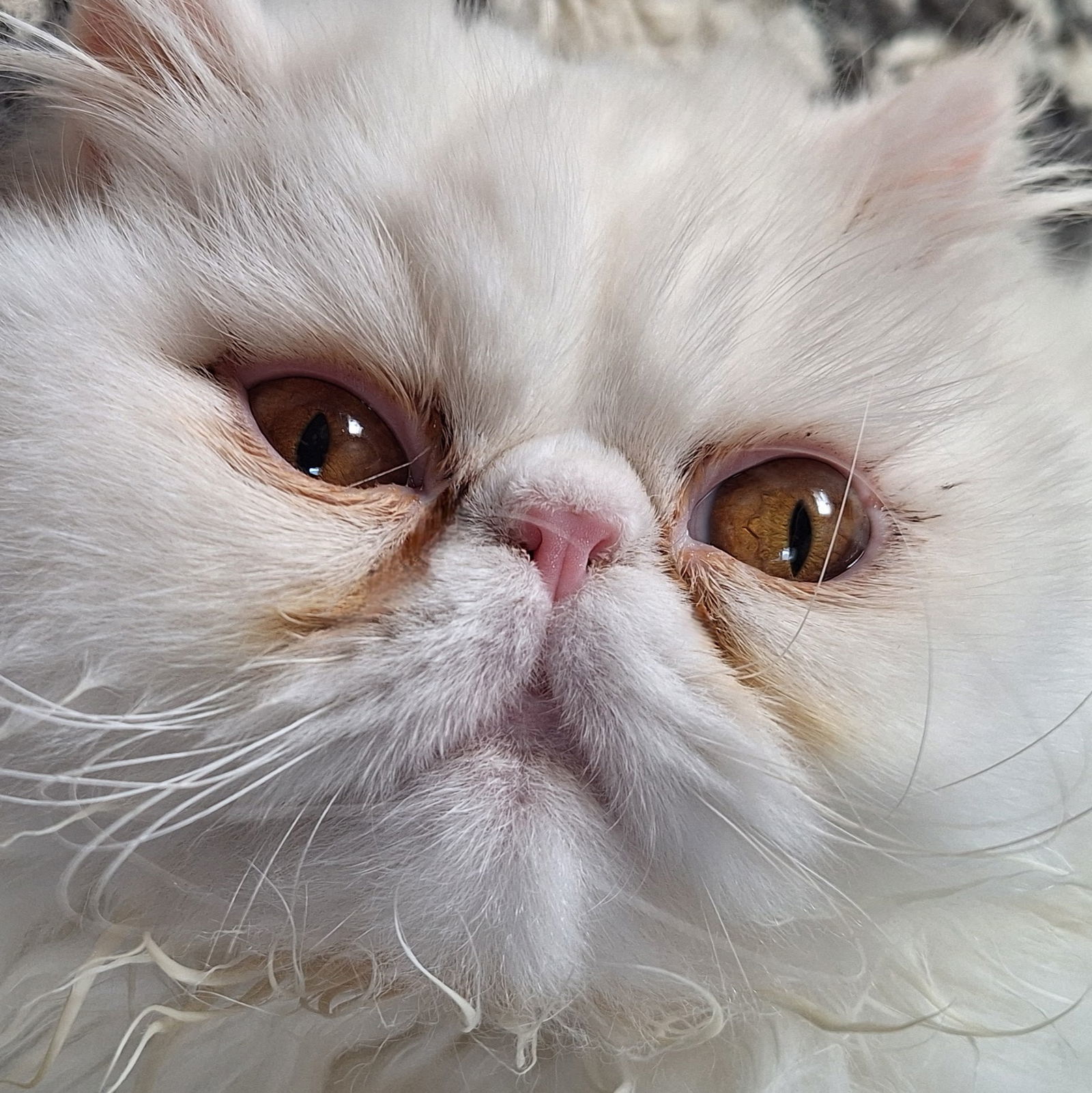 Pigwidgeon, an adoptable Persian in Chicago, IL, 60622 | Photo Image 3