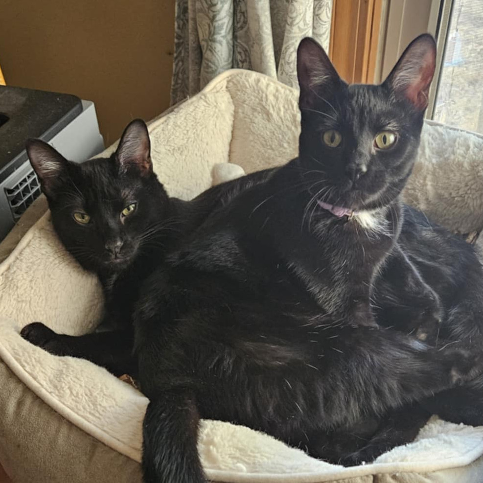 Blackstar, an adoptable Domestic Short Hair in Greenwood, MO, 64034 | Photo Image 1