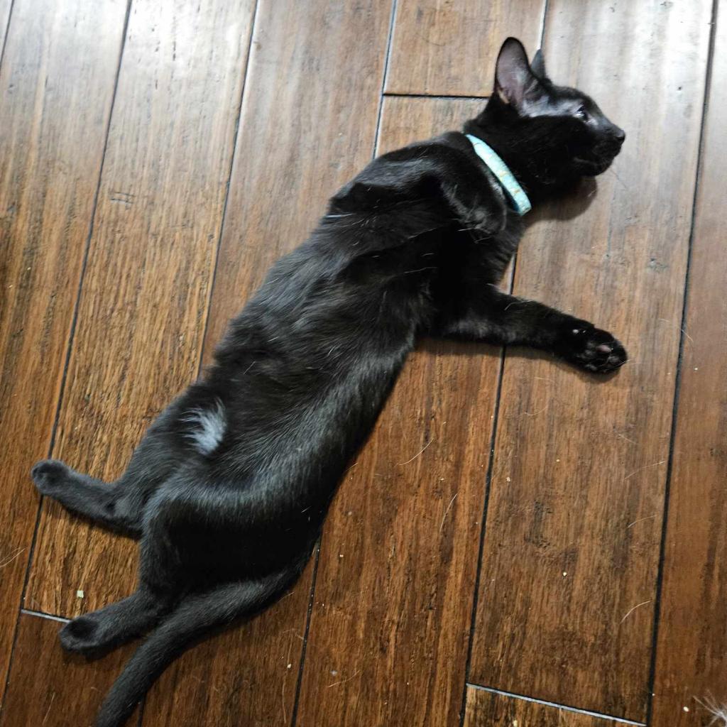 Blackstar, an adoptable Domestic Short Hair in Greenwood, MO, 64034 | Photo Image 2