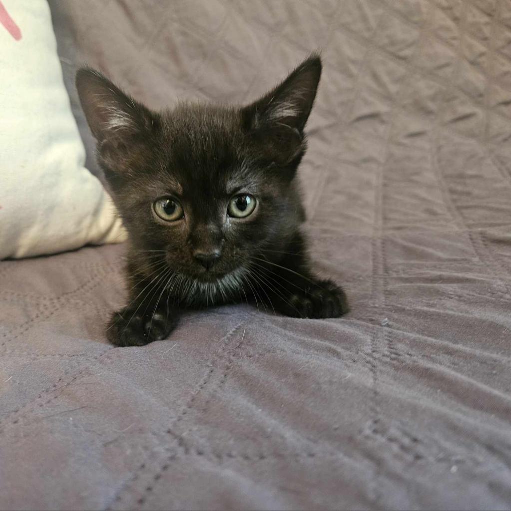 Blackstar, an adoptable Domestic Short Hair in Greenwood, MO, 64034 | Photo Image 3