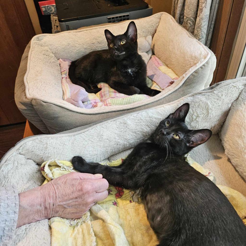 Blackstar, an adoptable Domestic Short Hair in Greenwood, MO, 64034 | Photo Image 3