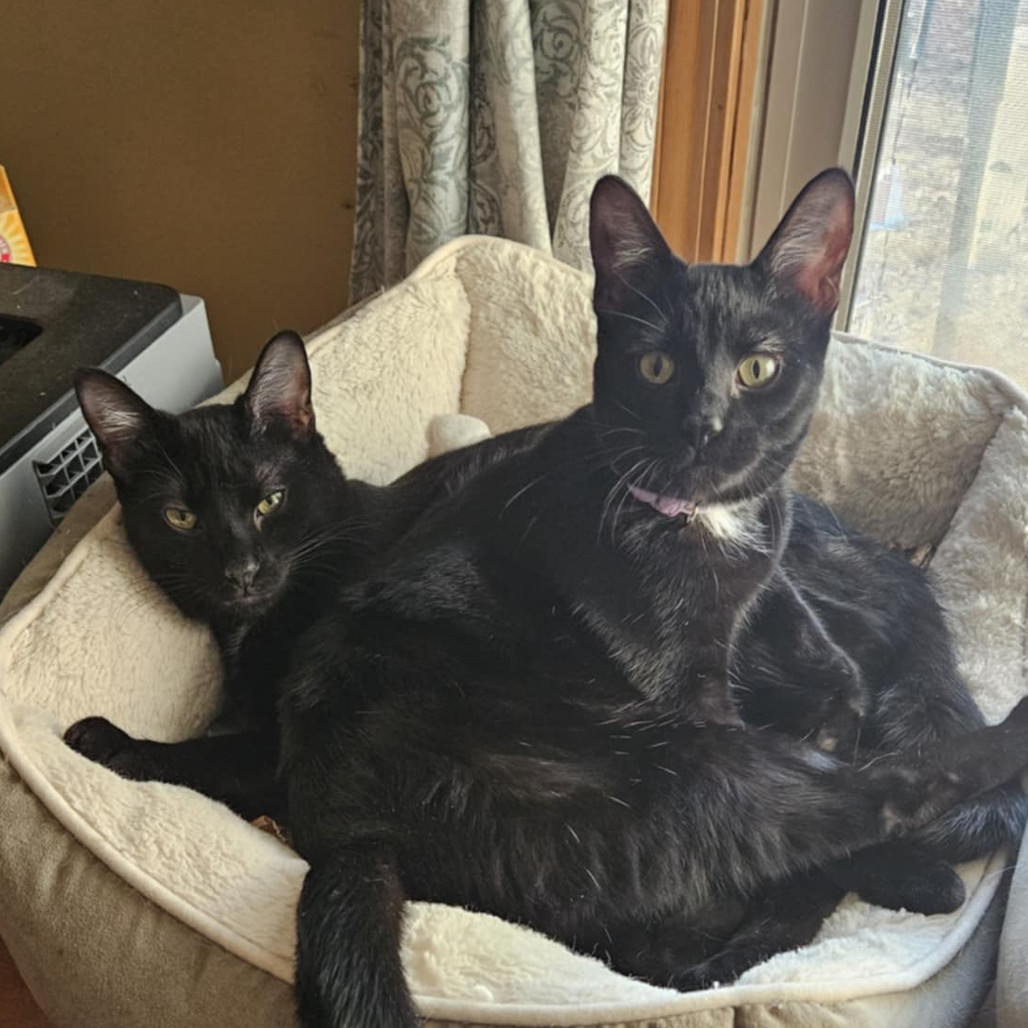 Tsubaki, an adoptable Domestic Short Hair in Greenwood, MO, 64034 | Photo Image 1