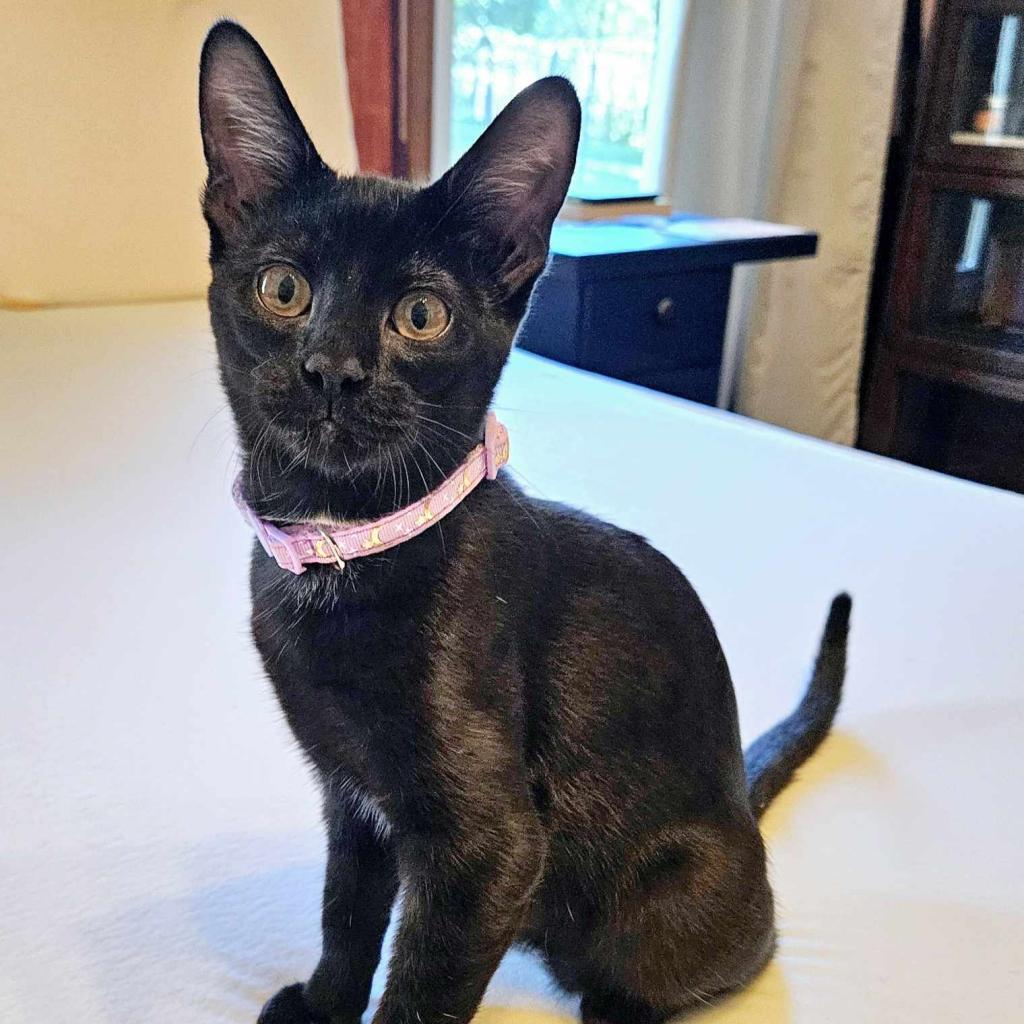 Tsubaki, an adoptable Domestic Short Hair in Greenwood, MO, 64034 | Photo Image 2