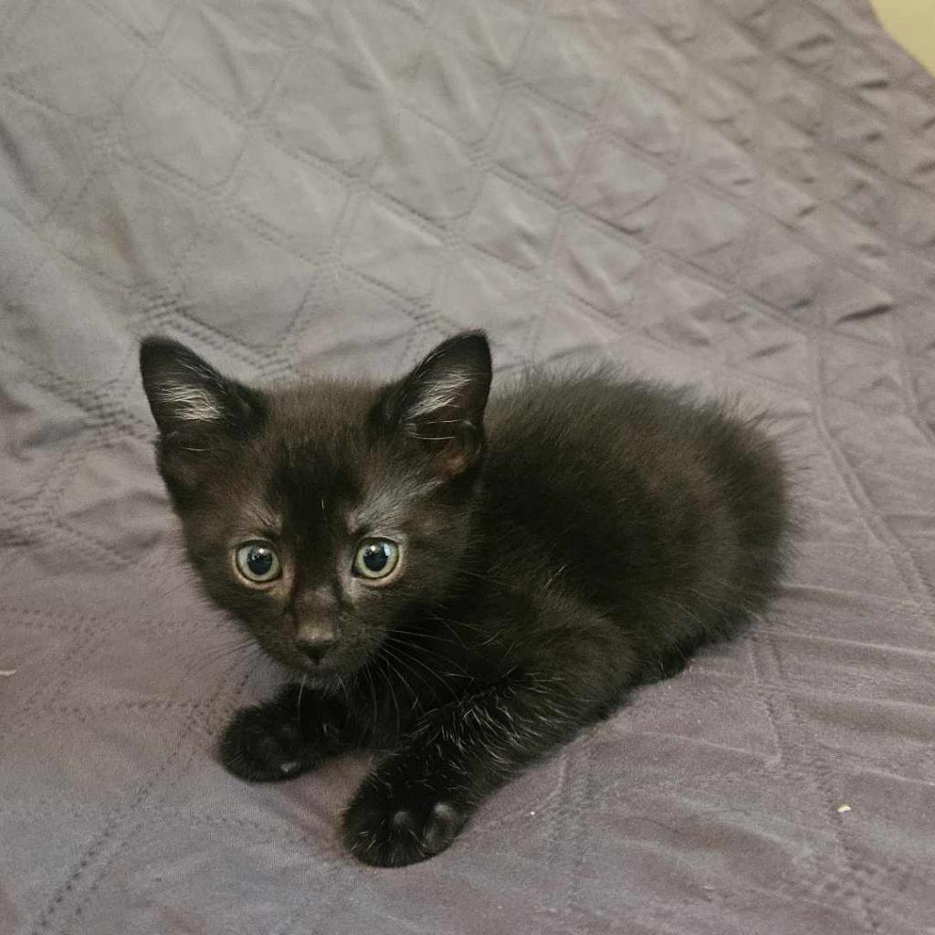 Tsubaki, an adoptable Domestic Short Hair in Greenwood, MO, 64034 | Photo Image 4