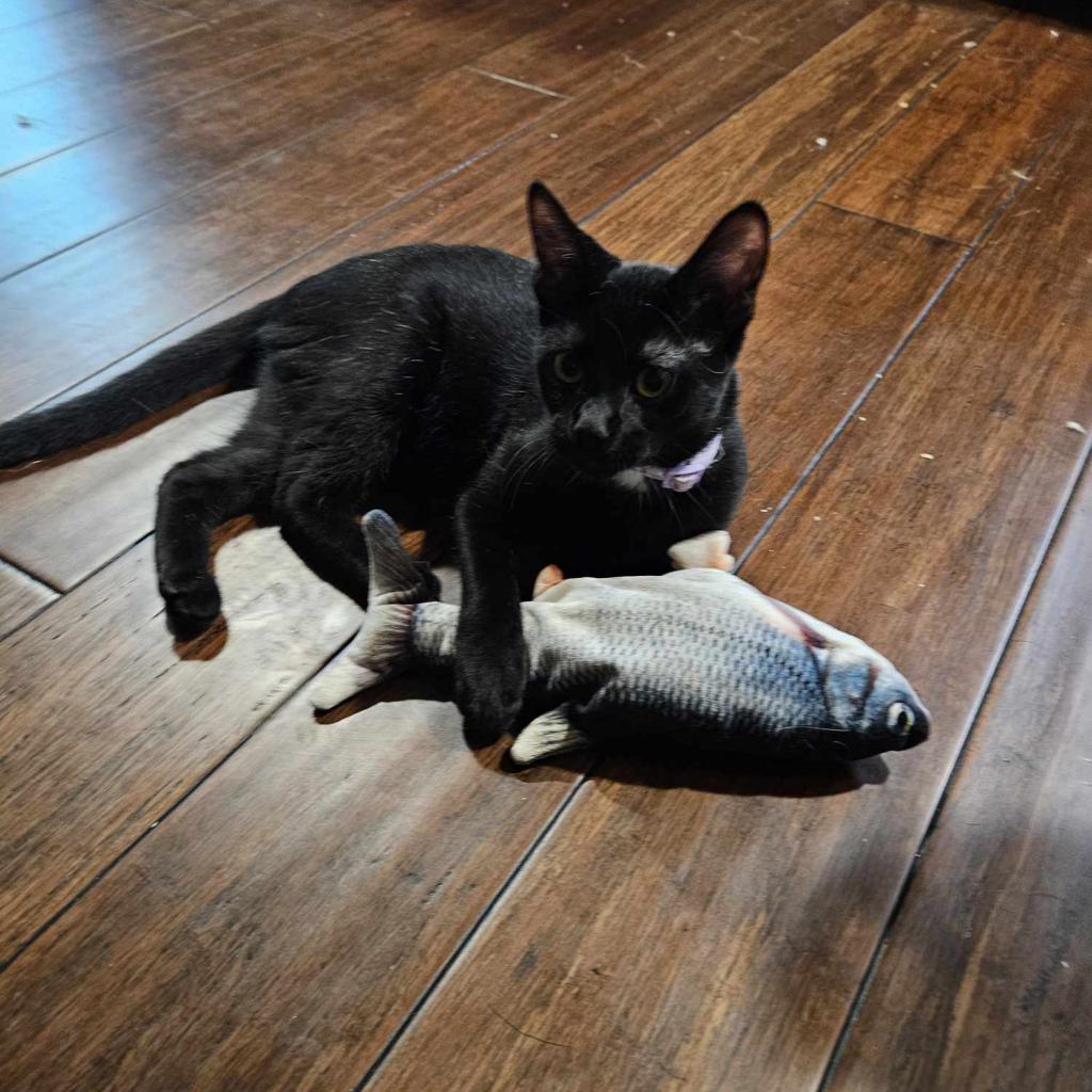 Tsubaki, an adoptable Domestic Short Hair in Greenwood, MO, 64034 | Photo Image 4