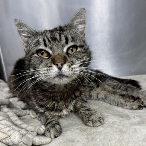 Im a sugar sweet little lady looking for love I get so excited when I get pet 