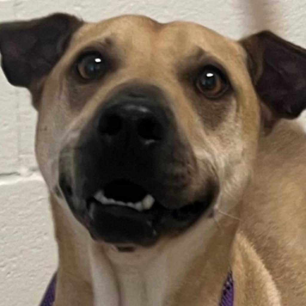 Jake, an adoptable Terrier, Shar-Pei in Grass Valley, CA, 95945 | Photo Image 1